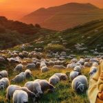 4. vazmena nedjelja – Dobri Pastir